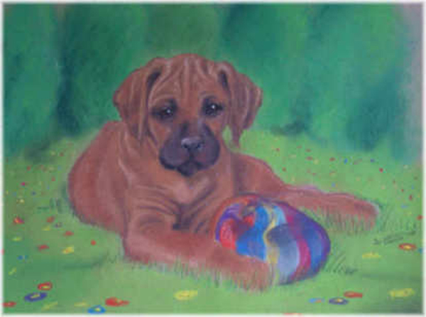 015 rhodesian-ridgeback