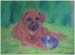 015 rhodesian-ridgeback